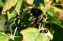 Schwarze Johannisbeere - Ribes nigrum * 1359 x 906 * (358KB)